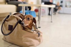 Top Travel Dogs: Best Breeds for Travel & More! Best Travel Tips for Adventurers: Explore the World on a Budget Top Travel Dogs: Best Breeds for Travel & More! | Best Travel Tips for Adventurers: Explore the World on a Budget
