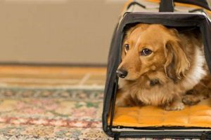 Top Dog Breeds: Best Dogs for Traveling Companions! Best Travel Tips for Adventurers: Explore the World on a Budget Top Dog Breeds: Best Dogs for Traveling Companions! | Best Travel Tips for Adventurers: Explore the World on a Budget