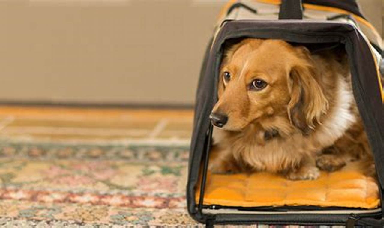 Top Dog Breeds: Best Dogs for Traveling Companions! Best Travel Tips for Adventurers: Explore the World on a Budget Top Dog Breeds: Best Dogs for Traveling Companions! | Best Travel Tips for Adventurers: Explore the World on a Budget