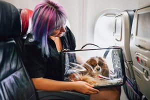 Top Airlines: Best Airlines for Pet Travel in 2024! Best Travel Tips for Adventurers: Explore the World on a Budget Top Airlines: Best Airlines for Pet Travel in 2024! | Best Travel Tips for Adventurers: Explore the World on a Budget