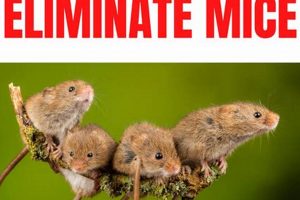 Mice-Free Travel Trailer: How to Get Rid of Them Fast Best Travel Tips for Adventurers: Explore the World on a Budget Mice-Free Travel Trailer: How to Get Rid of Them Fast | Best Travel Tips for Adventurers: Explore the World on a Budget