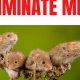 Mice-Free Travel Trailer: How to Get Rid of Them Fast | Best Travel Tips for Adventurers: Explore the World on a Budget