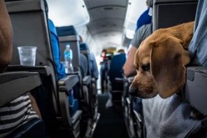Find: Best Airline to Travel with Pets (2024 Guide) Best Travel Tips for Adventurers: Explore the World on a Budget Find: Best Airline to Travel with Pets (2024 Guide) | Best Travel Tips for Adventurers: Explore the World on a Budget