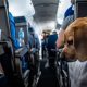 Find: Best Airline to Travel with Pets (2024 Guide) | Best Travel Tips for Adventurers: Explore the World on a Budget