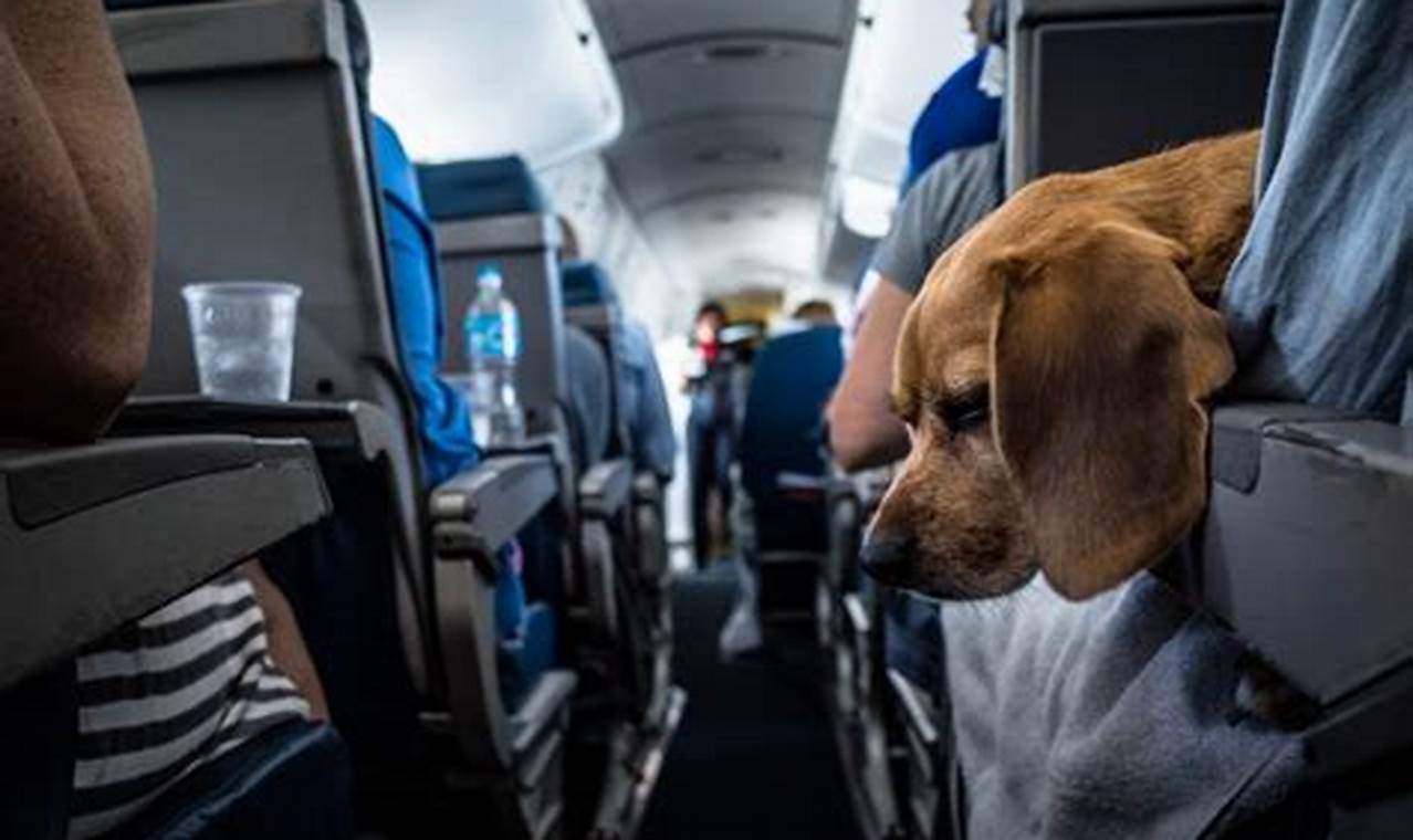 Find: Best Airline to Travel with Pets (2024 Guide) Best Travel Tips for Adventurers: Explore the World on a Budget Find: Best Airline to Travel with Pets (2024 Guide) | Best Travel Tips for Adventurers: Explore the World on a Budget
