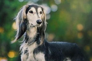 Top Travel Dogs: Best Dog Breeds to Travel With - Guide | Best Travel Tips for Adventurers: Explore the World on a Budget