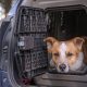 Top Rated: Best Dog Crates for Car Travel Safety Guide | Best Travel Tips for Adventurers: Explore the World on a Budget
