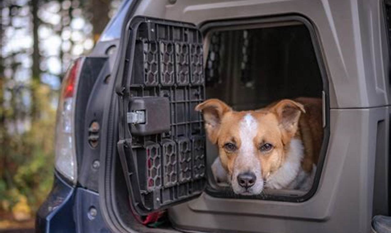 Top-Rated Best Dog Kennel for Car Travel Gear Review Best Travel Tips for Adventurers: Explore the World on a Budget Top-Rated Best Dog Kennel for Car Travel Gear Review | Best Travel Tips for Adventurers: Explore the World on a Budget