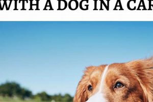 Top Best Travel Dogs: Breeds & Tips for Best Travel! Best Travel Tips for Adventurers: Explore the World on a Budget Top Best Travel Dogs: Breeds & Tips for Best Travel! | Best Travel Tips for Adventurers: Explore the World on a Budget