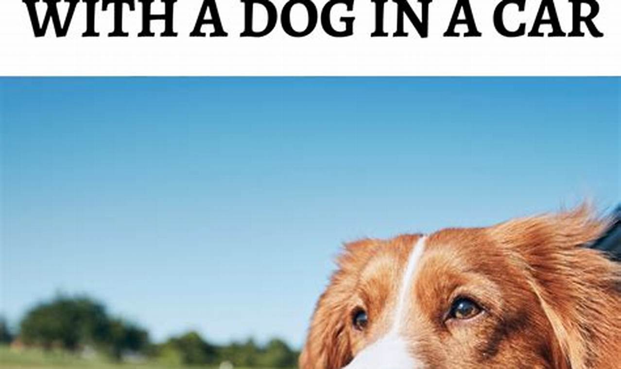 Top Best Travel Dogs: Breeds &amp; Tips for Best Travel! | Best Travel Tips for Adventurers: Explore the World on a Budget